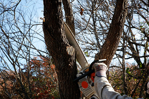 Best Arborist Consultation Services  in Stonewall, MS